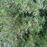 Spicca la presenza del lentisco. �Pu� raggiungere i quattro metri di altezza - specifica l'accompagnatrice - ed � costellata di frutti simili a piccole bacche rosse